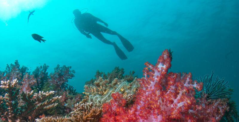 منتجع تانجونج جارا دونجون المظهر الخارجي الصورة Scuba diving in the Red Sea